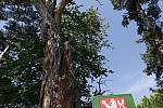 Nejmohutnější borovice v Česku je dominantním stromem na „ostrůvku“ uprostřed lánů polí nedaleko Lomu u Tachova.
