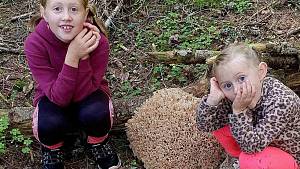 Obrovský kotrč nalezla při procházce Šumavou paní Dana Maršálková z Benešovic. S obří houbou vyfotila své vnučky, které ji doprovázely.