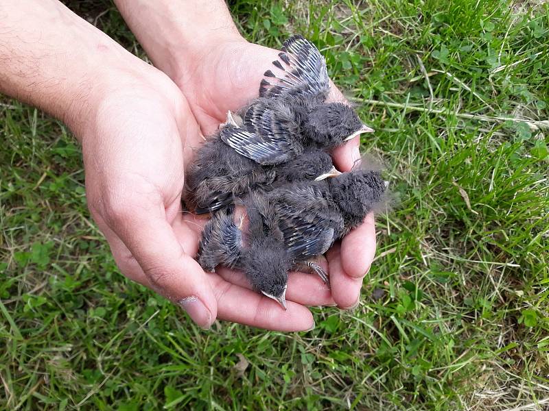 Ornitolog Martin Liška z Plané na Tachovsku při kroužkování.