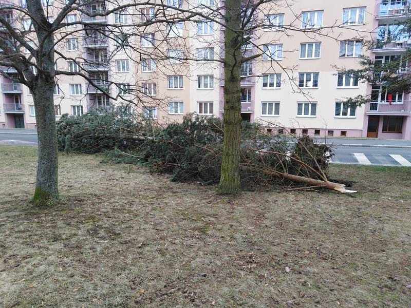 Stadtrodská ulice v Tachově na východním sídlišti, kde vítr jeden strom vyvrátil a druhý přepůlil. Přímo v Tachově popadalo v důsledku silného větru několik stromů.