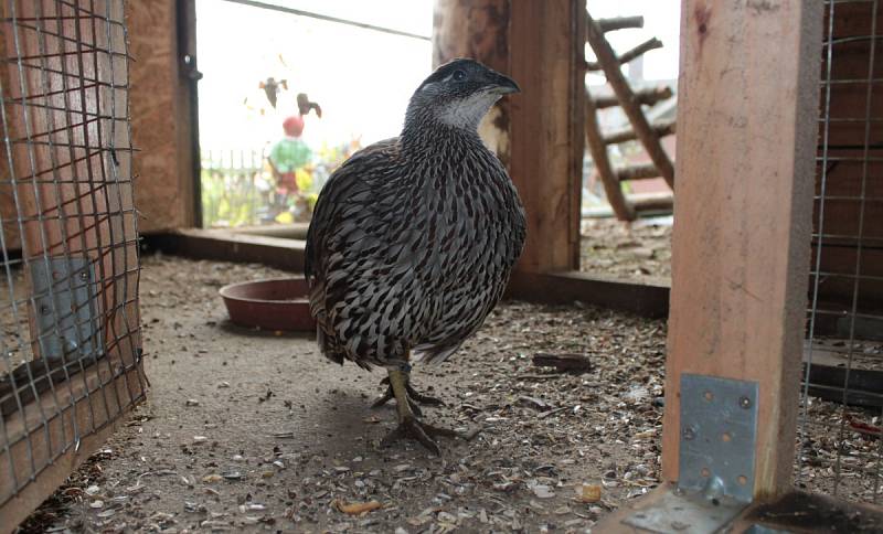 Chovatel úspěšně rozšiřuje malou zoo