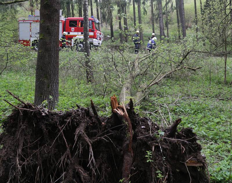 Chodovoplánští dobrovolní hasiči v pondělí odstraňovali spadlý strom ze silnice.