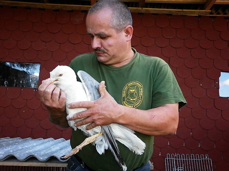 RACEK OD MOŘE. Racek dorazil podle Karla Bobála (na snímku) pravděpodobně až z mořského pobřeží. Má poraněné křídlo a je léčen v Záchranné stanici živočichů ve Studánce.