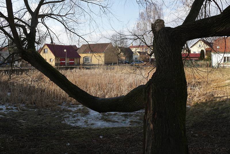 ZAROSTLÁ RÁKOSÍM, TRÁVOU I NÁLETOVÝMI DŘEVINAMI je nyní vodní nádrž v Chodové Plané. To se ale z jara začne měnit,  připravena je revitalizace Kohouťáku a jeho napuštění.