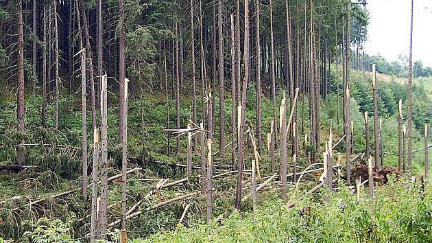 LES PO ŘÁDĚNÍ VICHŘICE. Takto vypadá les u silnice z Plané do Vysokého Jamného. Lesníci začínají sčítat škody a odstraňovat následky bouře Olivie.