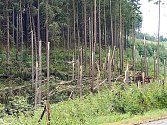 LES PO ŘÁDĚNÍ VICHŘICE. Takto vypadá les u silnice z Plané do Vysokého Jamného. Lesníci začínají sčítat škody a odstraňovat následky bouře Olivie.