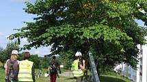 Arboristé ošetřovali stromy