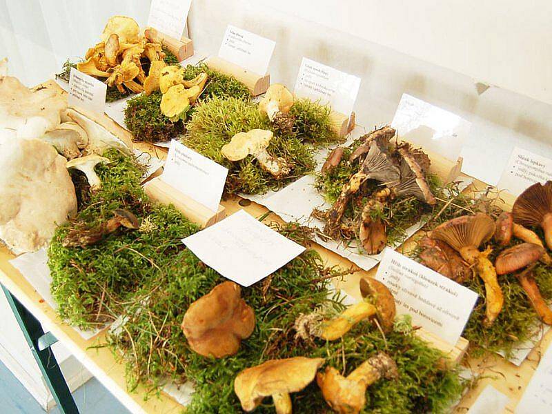 Tradiční výstava hub se uskutečnila v Muzeu Českého lesa v Tachově.