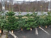 Prodej vánočních stromků se rozbíhá i na Tachovsku.