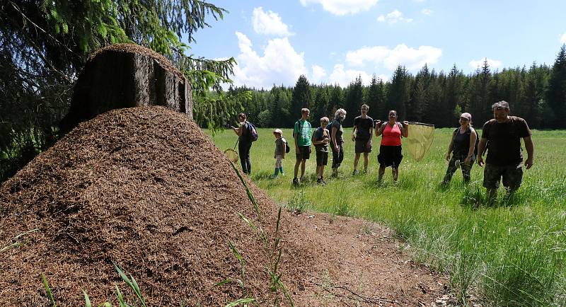 Z pozorování motýlů a dalších živožichů na loukách u Svaté Kateřiny.