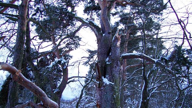 Lomská borovice je památným stromem vyhlášeným už před více než pěti lety. 