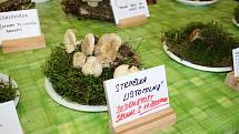 Mykologickou výstavu uspořádalo gymnázium v Tachově. Návštěvníci mohli vidět přes 180 druhů vystavených hub a také vzácného korálovce. Vzhledem ke změnám klimatu se pak mění také složení hub v lese, více v našich lesích houbaři nalézají houby, které dříve