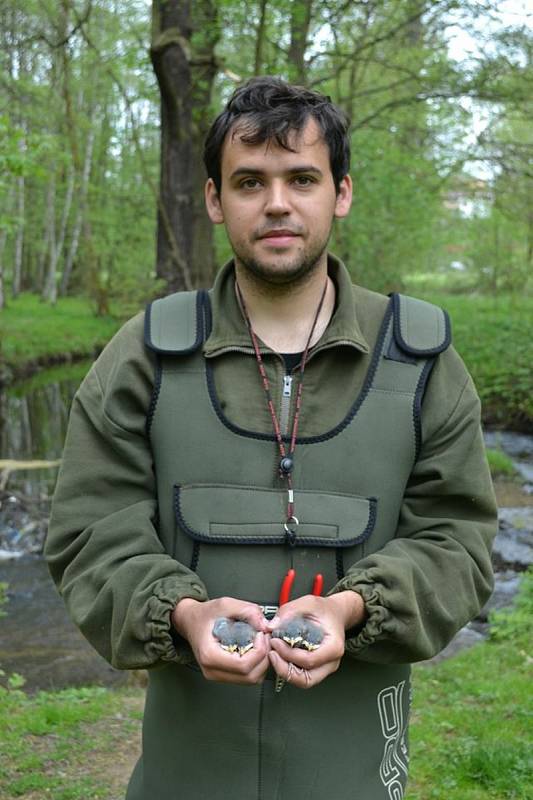 Ornitolog Martin Liška z Plané na Tachovsku při kroužkování.