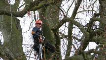 Památnému buku pročistil arborista korunu