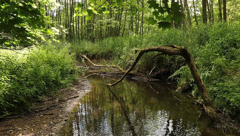 Na Úterském potoce s rybářem Matějem Houškou.