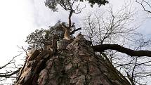 Nejmohutnější borovice v republice roste u Lomu na Tachovsku