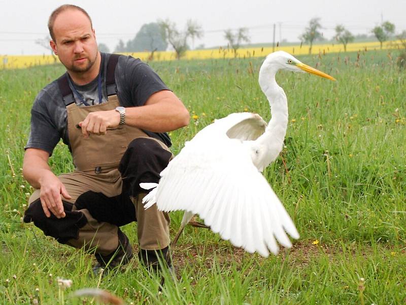 Po léčení zlomené nohy získal tažný pták svobodu u Tisovských rybníků