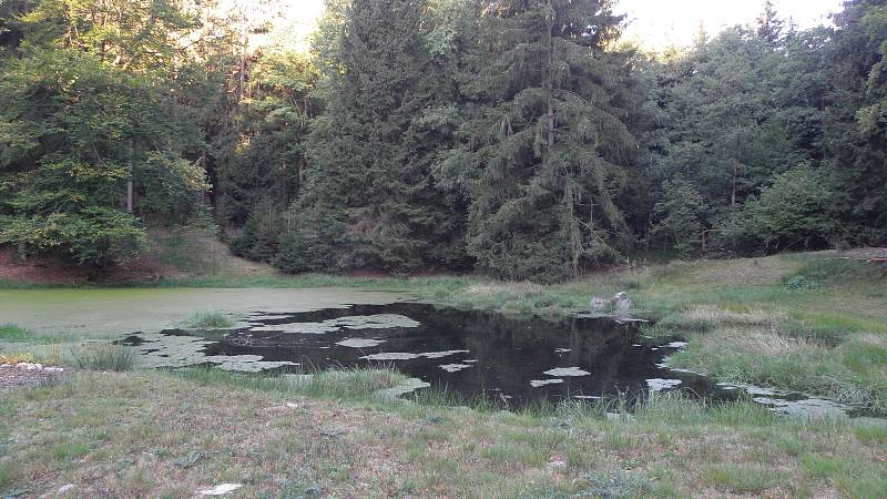 Pohled na lokalitu, kde byla nalezena parožnatka a zdrojovka potoční.