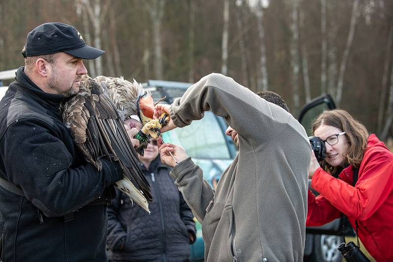 Z vypuštění orla mořského u Tisové na Tachovsku.