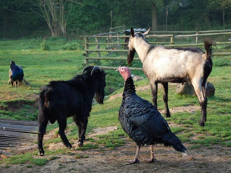 Manželům Elgrovým z Újezda pod Přimdou znepříjemňuje život zápach unikající ze zookoutku (na snímku), který se nachází poblíž jejich domu.