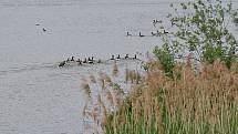 Pro ornitologa ráj, pro běžného turistu zážitek. To je Dračí jezero.