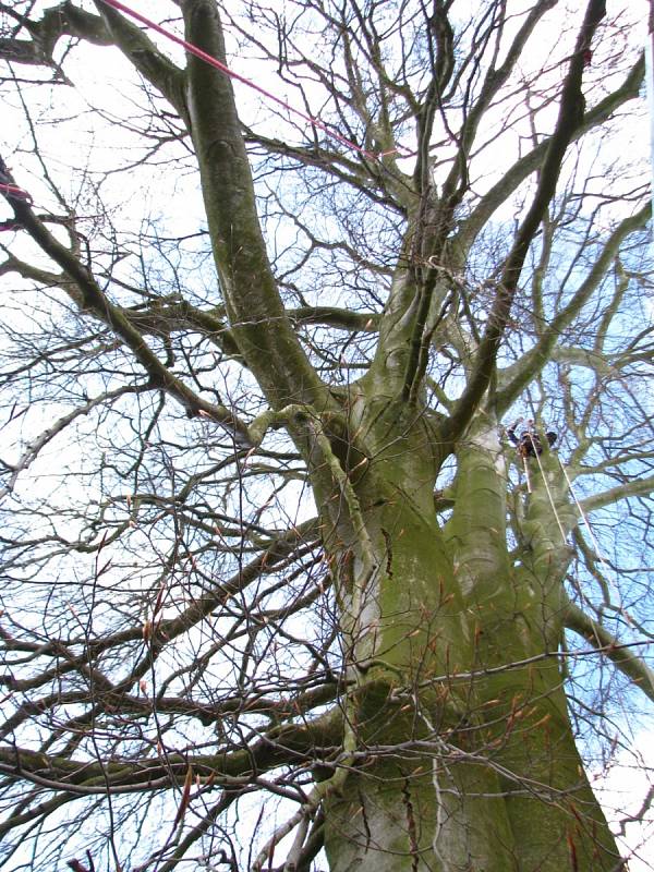 Památnému buku pročistil arborista korunu