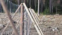 Pracovníci lesů na Kladrubsku vysadili desítky tisíc sazenic nových stromků.