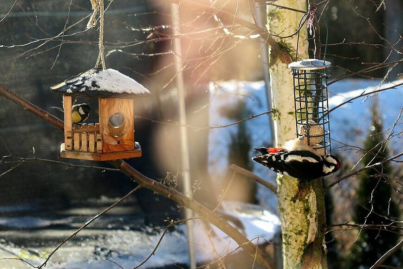 Ptáčci si pochutnali na zrní v krmítku na Tachovsku.