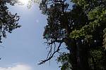 Nejmohutnější borovice v Česku je dominantním stromem na „ostrůvku“ uprostřed lánů polí nedaleko Lomu u Tachova.