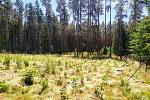 Pracovníci lesů na Kladrubsku vysadili desítky tisíc sazenic nových stromků.