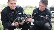 Městští strážníci Vladimír Chojna a Ota Postl ukazují tři štěňata, která přišla o svojí psí mámu.