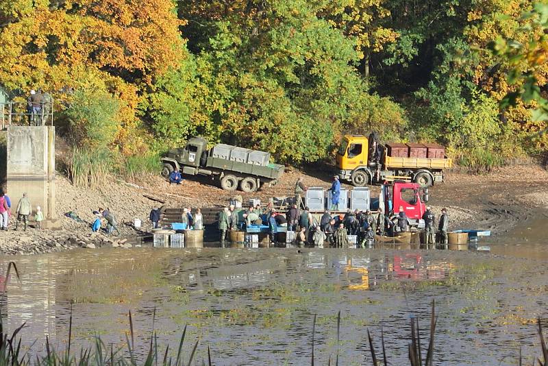 Rybáři na sytenském rybníku museli při výlovu pracovat rychle, rybám přílišné teplo nesvědčí.