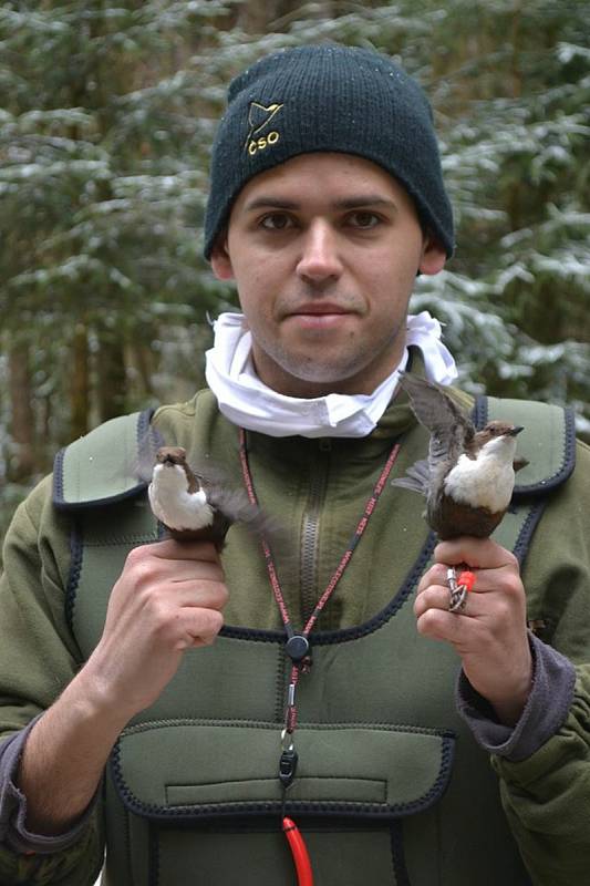 Ornitolog Martin Liška z Plané na Tachovsku při kroužkování.