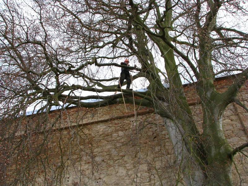 Památnému buku pročistil arborista korunu