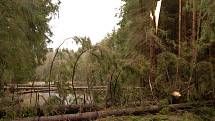 Následky silného větru v Plzeňském kraji v minulosti. Větrem povalené stromy za Lesnou směrem na Zadní milíře.