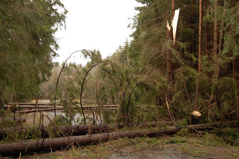 Následky silného větru v Plzeňském kraji v minulosti. Větrem povalené stromy za Lesnou směrem na Zadní milíře.