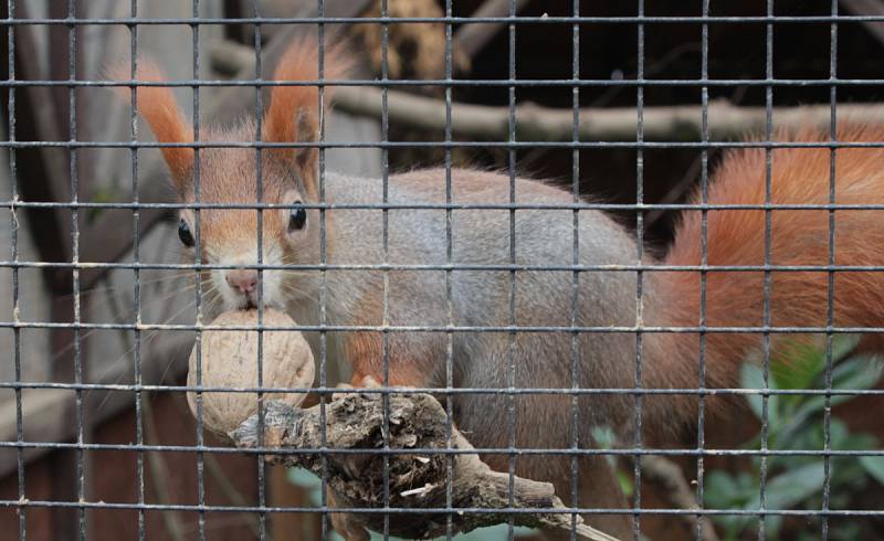 Chovatel úspěšně rozšiřuje malou zoo