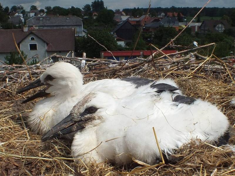 Pohled na hnízdo v Dlouhém Újezdu, ve které je jedno mládě původní a jedno adoptivní.