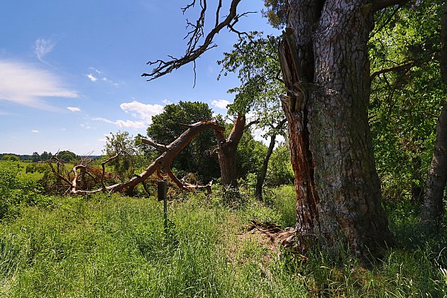 Nejmohutnější borovice v Česku je dominantním stromem na „ostrůvku“ uprostřed lánů polí nedaleko Lomu u Tachova.