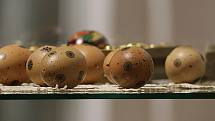 Nyní jsou kolekce k vidění v Muzeu Českého lesa v Tachově a výstava nese příznačný název – Moje vejce malované.