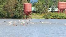 Velká cena Chodové Plané. Triatlon 22. ročník.