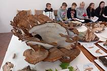 Vějířovec obrovský, který je k vidění na výstavě hub ve Stříbře bude aspirovat na zápis do knihy rekordů.