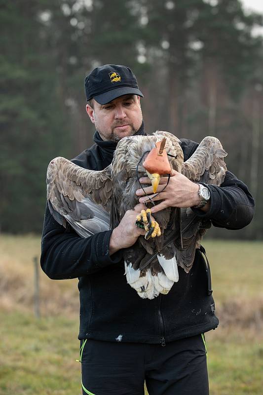 Z vypuštění orla mořského u Tisové na Tachovsku.