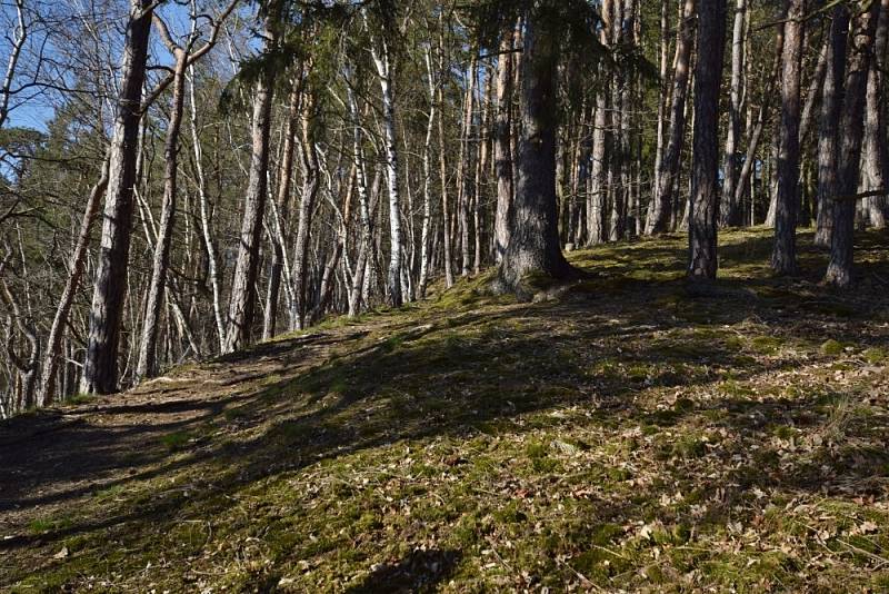 Žlutě značená Naučná stezka Kladruby provede milovníky přírody a historie Kladrub.