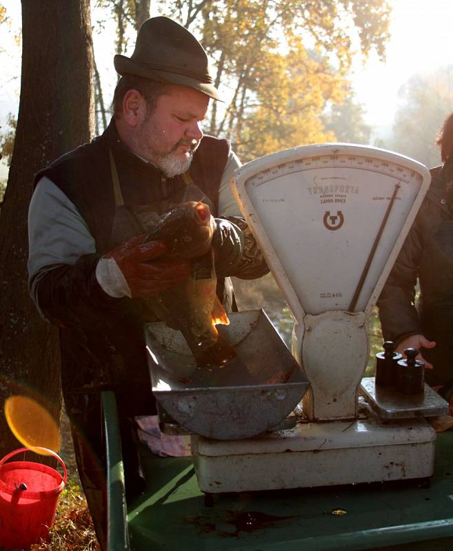 Výlov rybníku Regent