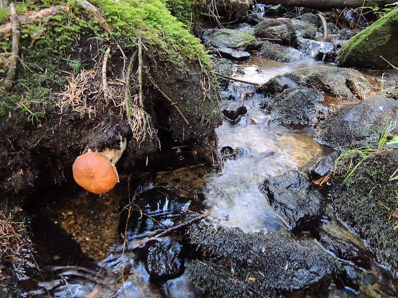 Taťána Rolínková z Tachova našla a vyfotografovala houby v lesích okolo Halže. Foto: Taťána Rolínková