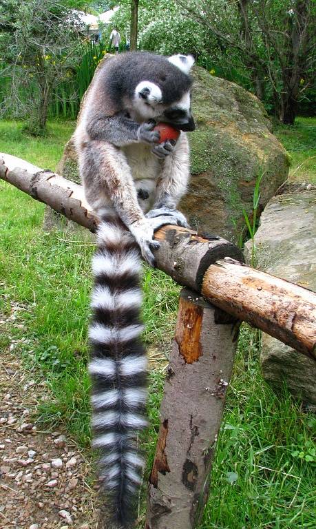 Lemur kata