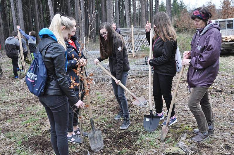 Stříbro - Žáci stříbrské Základní školy Mánesova vysázeli více než třicet mladých buků.