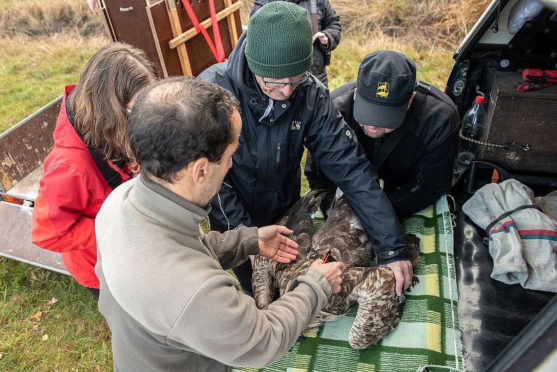 Z vypuštění orla mořského u Tisové na Tachovsku.