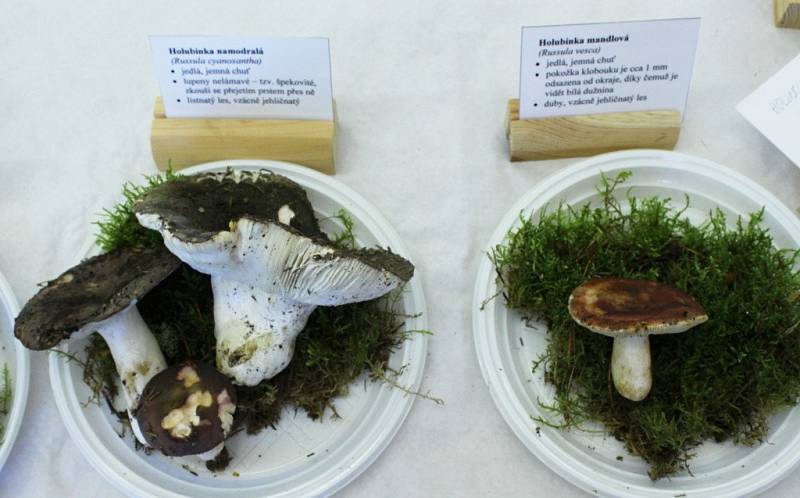 Gymnázium v Tachově opět přivítalo výstavu hub. 